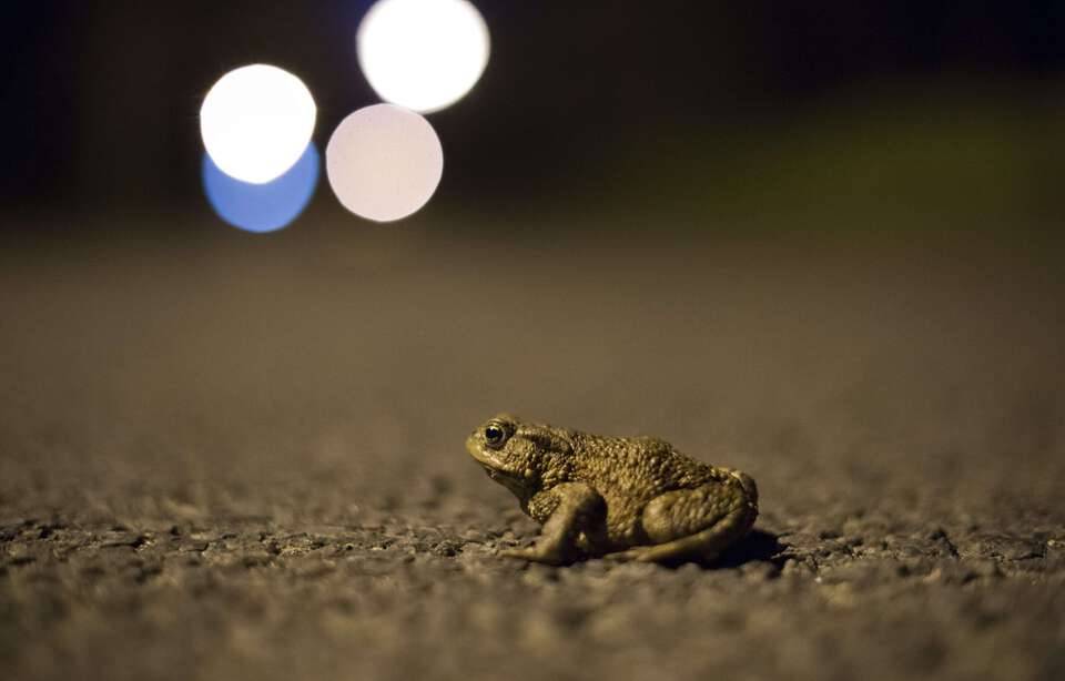 Planète (France/Europe) - Bretagne: Une commune ferme définitivement une route pour laisser les crapauds et tritons tranquilles