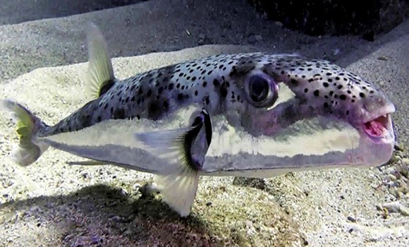 El Marsa (Skikda) - Un poisson-lapin toxique découvert dans le port