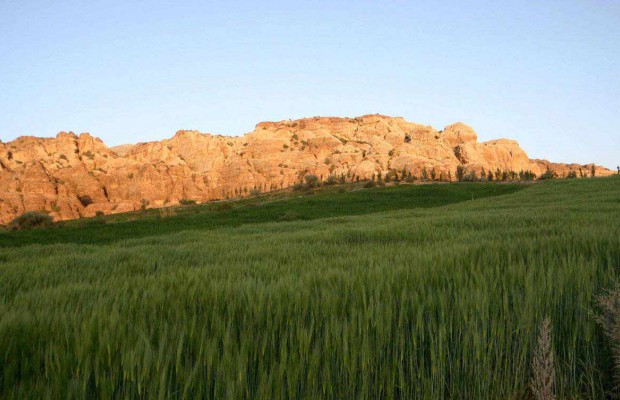 El-Ménéa (Ghardaïa) - Agriculture: 10.000 hectares réservés à la céréaliculture