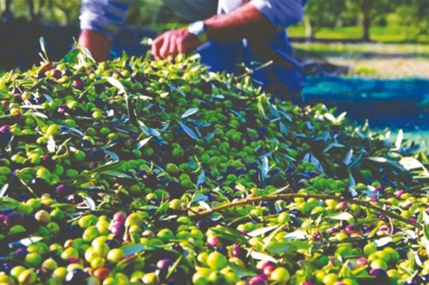 Algérie (Mila) - PRODUCTION OLÉICOLE: Plus de 2 millions de litres attendus