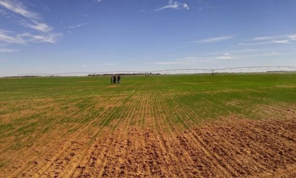 Algérie - Poursuivre l'opération d'assainissement du foncier agricole et de récupération des surfaces non exploitées