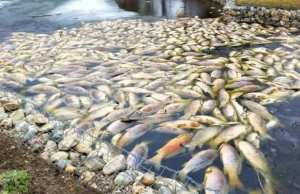 Sidi Hamadouche (Sidi-Bel-Abbès) - Mort mystérieuse des poissons du barrage Sarno