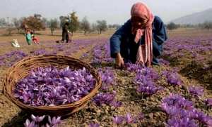 Algérie (Ghardaïa) - Organisation d’un atelier dédié à l’accompagnement des safraniers