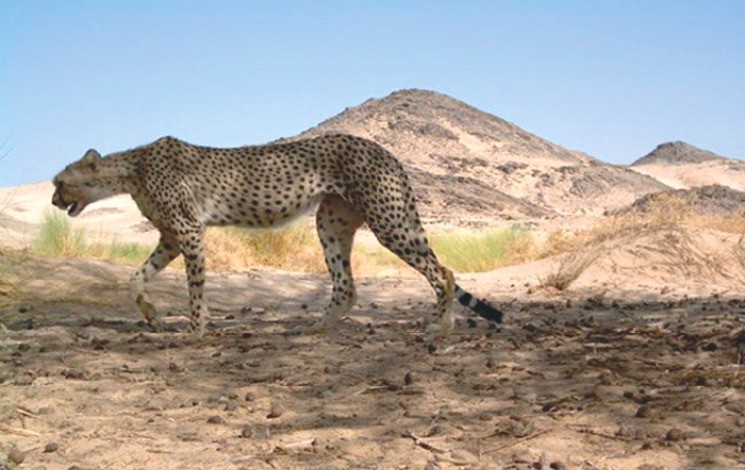 Algérie - Le guépard saharien, une espèce menacée: Sauver Amayas