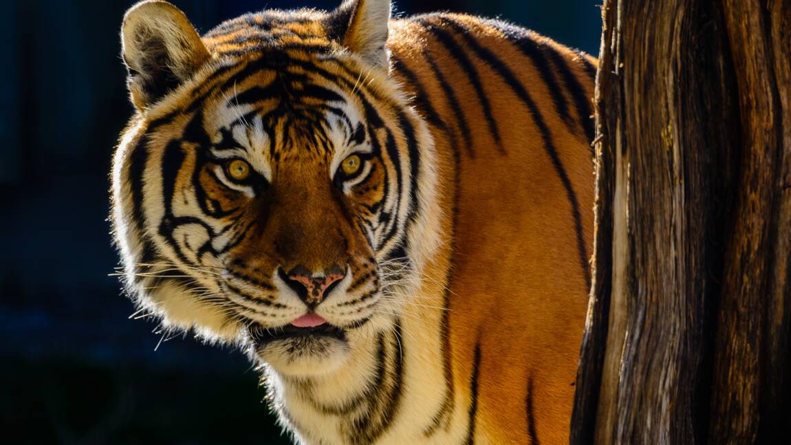 Planète (Asie) - Tigres du Bengale: grâce à 4.000 caméras, le Népal lance un grand recensement de ces animaux menacés