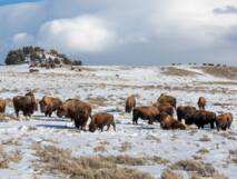 Planète (Etats-Unis/Amérique du Nord) - Pourquoi des centaines de bisons du parc national de Yellowstone vont être abattus
