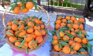 Misserghine (Oran) - DANS LES VERGERS D’ORANGERS: La variété “clémentine de Misserghine” régénérée