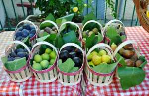 Algérie (Béjaïa) - Fin de la 4e édition de la foire de la figue