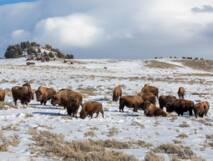 Planète (Etats-Unis/Amérique du Nord) - Pourquoi des centaines de bisons du parc national de Yellowstone vont être abattus