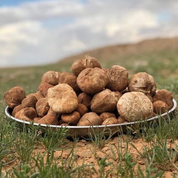 #الترفاس #الكمأ