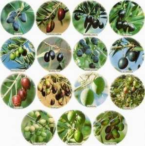 أهم أنواع الزيتون في الجزائر