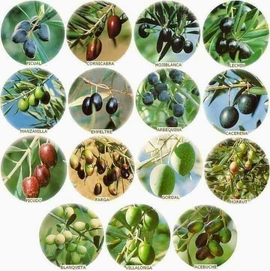 أهم أنواع الزيتون في الجزائر