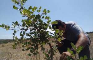Algérie (Constantine) - Place de choix au caroubier pour régénérer les zones incendiées
