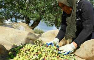 Algérie (El-Bayadh) - Une production de 24.000 quintaux d’olives attendue