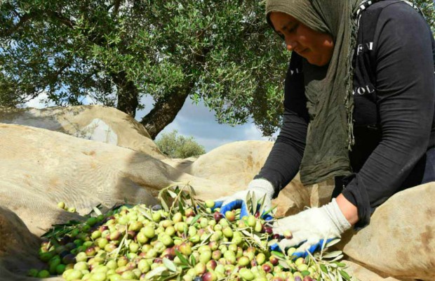 Algérie (El-Bayadh) - Une production de 24.000 quintaux d’olives attendue
