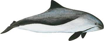 Ben M'hidi (El Tarf) - Un marsouin de plus de 03 mètres de long s'échoue sur une plage