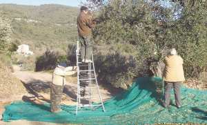Algérie (Bouira) - Début de la cueillette des olives, une maigre récolte en perspective