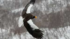 Planète (Amérique du Nord) - Un aigle asiatique atterrit aux Etats-Unis à cause d'une tempête