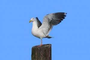 Jijel - COINCÉE SUR UNE ANTENNE DE RÉCEPTION TÉLÉPHONIQUE: Une mouette délivrée par les agents de la Protection civile