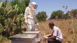 Algérie (Saïda) - La production du miel à la traîne