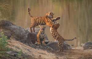 Planète (Asie) - 126 tigres ont péri en Inde en 2021, un record depuis 2012