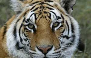 Planète (Asie) - Le Népal va recenser tous les tigres du Bengale présents sur son territoire