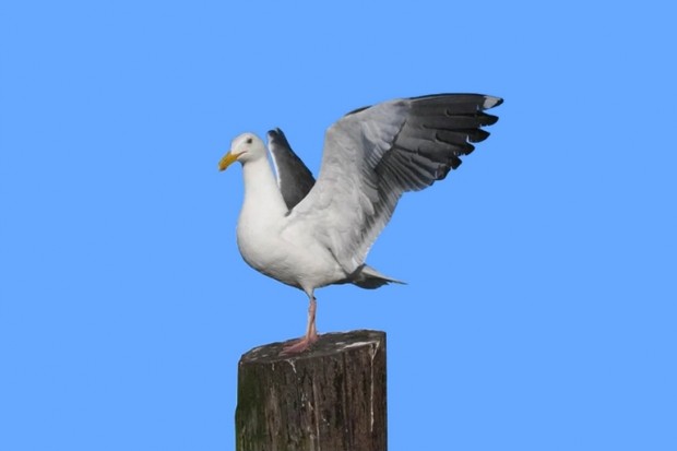 Jijel - COINCÉE SUR UNE ANTENNE DE RÉCEPTION TÉLÉPHONIQUE: Une mouette délivrée par les agents de la Protection civile