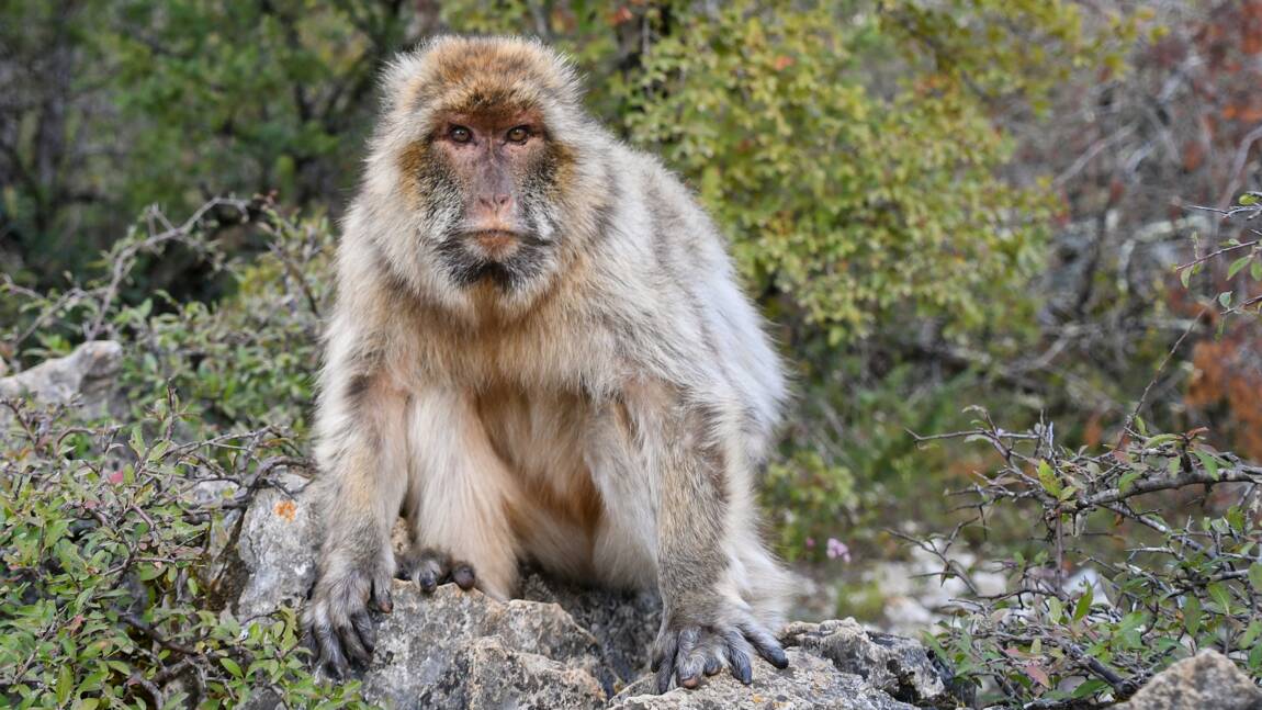 Planète (Afrique) - Le singe magot, trésor en péril de l'Afrique du Nord