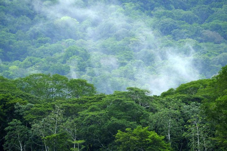 Planète (Amérique centrale) - Au Costa Rica, les habitants acteurs de la reforestation
