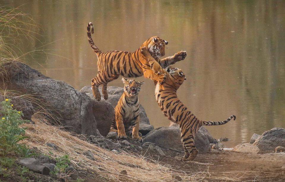 Planète (Asie) - 126 tigres ont péri en Inde en 2021, un record depuis 2012