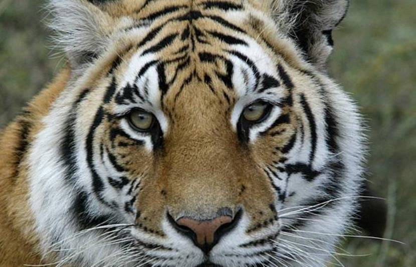 Planète (Asie) - Le Népal va recenser tous les tigres du Bengale présents sur son territoire