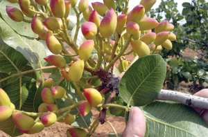 Algérie (Aïn Témouchent) - Session régionale de formation sur la culture du pistachier