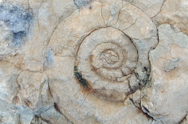 Algérie (Parc national du Djurdjura) - DISPARUES IL Y A PLUS DE 65 MILLIONS D’ANNÉES: Des ammonites découvertes à Thala Guilef
