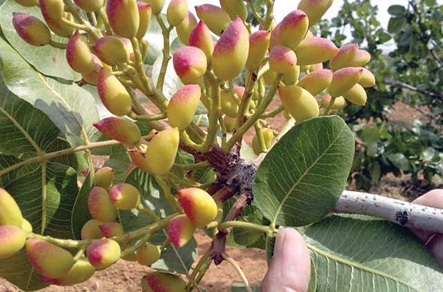 Algérie (Aïn Témouchent) - Session régionale de formation sur la culture du pistachier