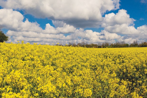 Algérie (Timimoun) - 80 ha consacrés à la culture du colza
