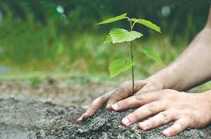 Algérie - ARBORICULTURE FRUITIÈRE RUSTIQUE: Plantation de 350.000 ha à l’horizon 2024