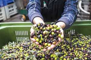 Algérie (Mascara) - LA RÉGION DE SIG ARRIVE EN TÊTE: Regain d’intérêt pour l’oléiculture