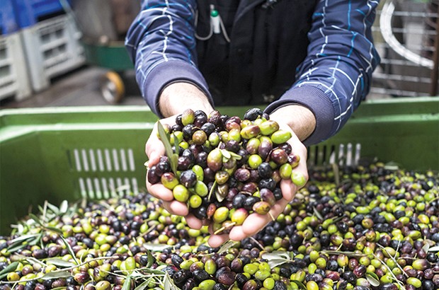 Algérie (Mascara) - LA RÉGION DE SIG ARRIVE EN TÊTE: Regain d’intérêt pour l’oléiculture