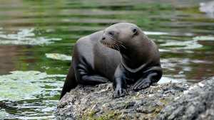 Planète - Comment un animal né dans un zoo peut-il être réintroduit dans la nature ?