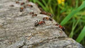 Planète (Panama/Amérique Centrale) - Un coup accidentel dans un arbre révèle un comportement étonnant chez des fourmis