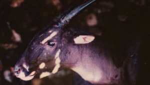 Planète (Vietnam/Asie) - À la recherche de la  licorne asiatique , l'un des animaux les plus rares au monde