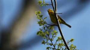 Planète - L'Amérique du Nord a perdu trois milliards d'oiseaux depuis 1970