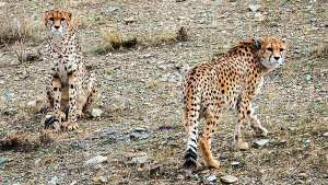 Planète (Asie) - L'Iran ne compte plus que 12 guépards à l'état sauvage, des félins en danger critique d'extinction