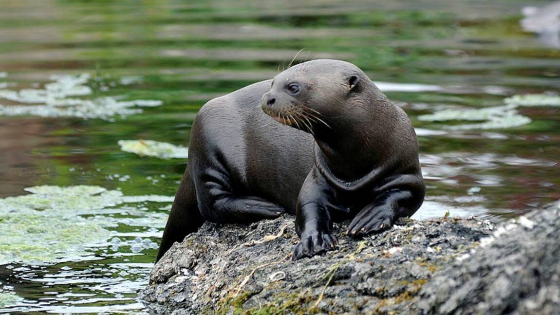 Planète - Comment un animal né dans un zoo peut-il être réintroduit dans la nature ?