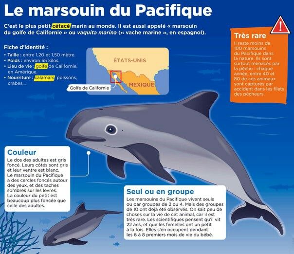 Planète (Amérique du Nord) - Le Mexique et l'acteur DiCaprio veulent sauver une espèce en danger 