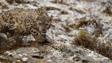 Planète (Chine/Asie) - En expédition au Tibet sur les traces de la panthère des neiges, 