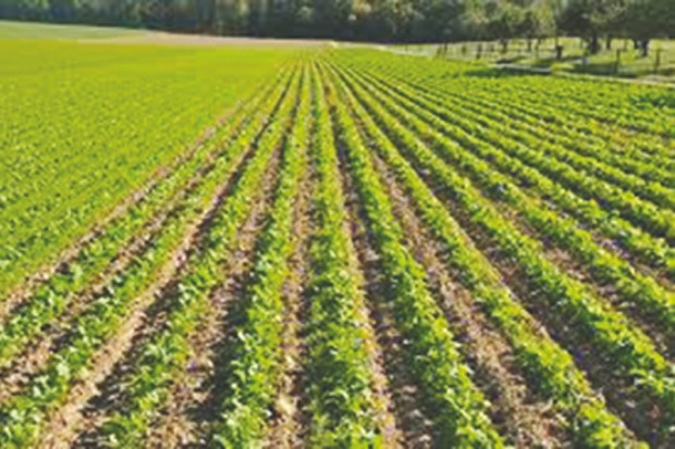 Algérie (M'sila) - AGRICULTURE: 3.500 ha réservés au colza et au maïs