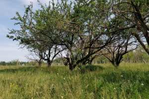 Planète (France/Europe) - Tribune — Nature: Quitter la ville pour retrouver l’herbe verte et le chant des guêpiers