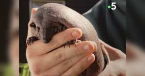 Drôle de hérisson sans piquant est totalement chauve