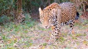 Planète (Amérique du Sud) - Argentine: un jaguar mâle relâché pour la première fois dans le parc national d'Iberá